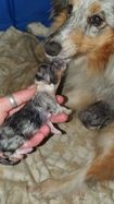 Geboorte Pups 1ste nest Kyona (19)