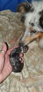 Geboorte Pups 1ste nest Kyona (2)
