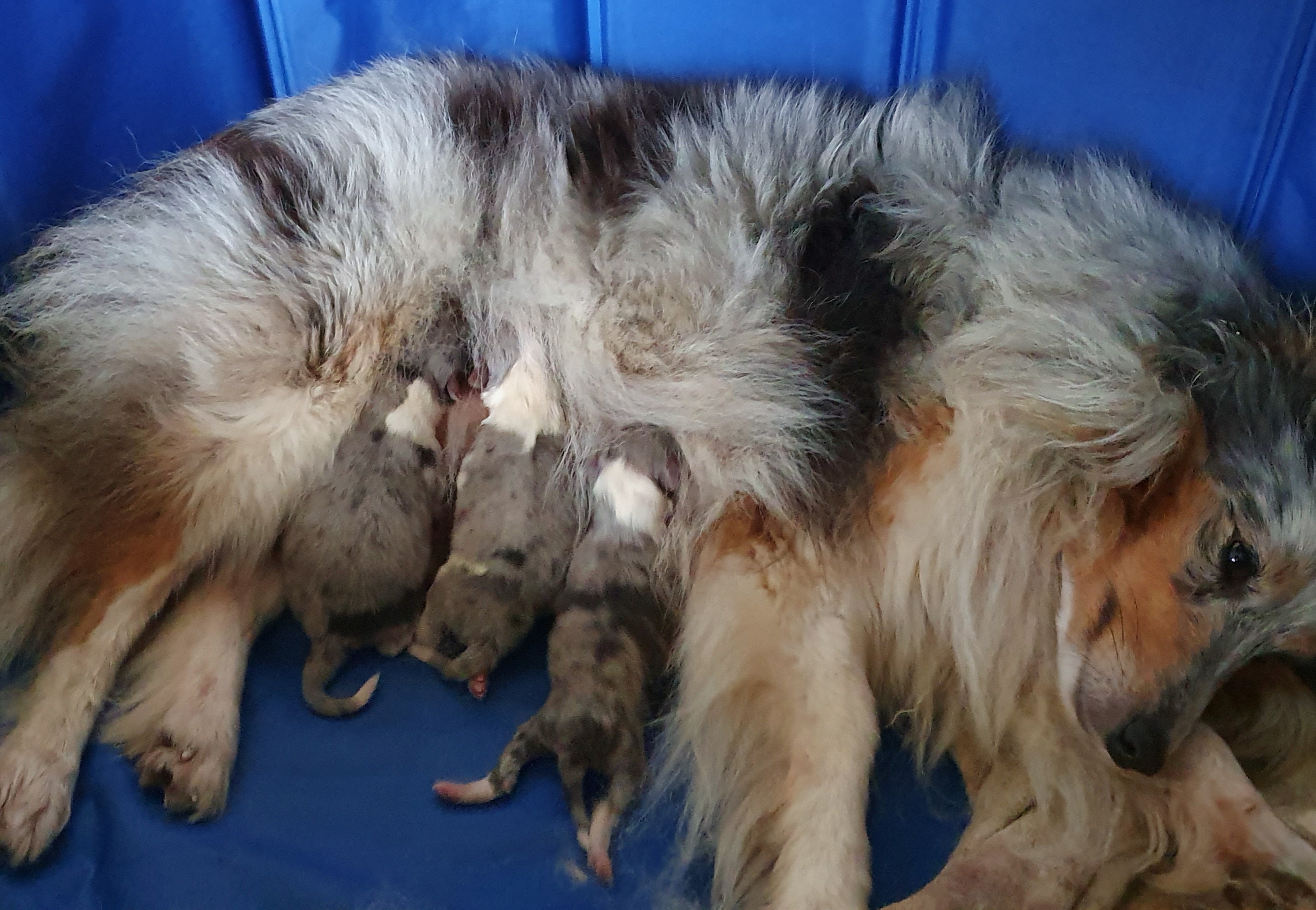 Geboorte Pups 1ste nest Kyona (22)