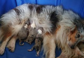 Geboorte Pups 1ste nest Kyona (22)