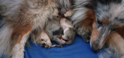 Geboorte Pups 1ste nest Kyona (3)